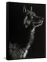 Scratchboard Wolf II-Julie Chapman-Framed Stretched Canvas