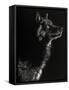 Scratchboard Wolf II-Julie Chapman-Framed Stretched Canvas