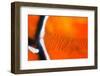 Scratches-Ursula Abresch-Framed Photographic Print