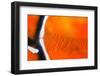 Scratches-Ursula Abresch-Framed Photographic Print