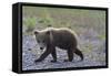 Scrawny Grizzly Bear Cub-W. Perry Conway-Framed Stretched Canvas