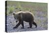 Scrawny Grizzly Bear Cub-W. Perry Conway-Stretched Canvas