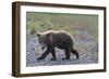 Scrawny Grizzly Bear Cub-W. Perry Conway-Framed Photographic Print