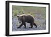 Scrawny Grizzly Bear Cub-W. Perry Conway-Framed Photographic Print