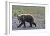 Scrawny Grizzly Bear Cub-W. Perry Conway-Framed Photographic Print