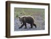 Scrawny Grizzly Bear Cub-W. Perry Conway-Framed Photographic Print