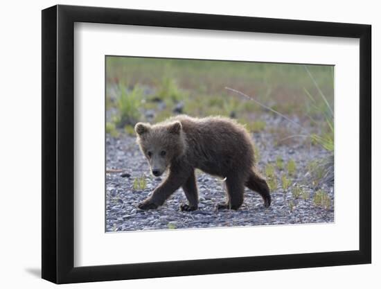 Scrawny Grizzly Bear Cub-W. Perry Conway-Framed Photographic Print