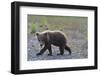 Scrawny Grizzly Bear Cub-W. Perry Conway-Framed Photographic Print