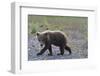 Scrawny Grizzly Bear Cub-W. Perry Conway-Framed Photographic Print