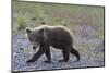 Scrawny Grizzly Bear Cub-W. Perry Conway-Mounted Photographic Print