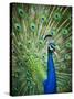 Screaming peacock-Grafton Smith-Stretched Canvas