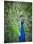 Screaming peacock-Grafton Smith-Stretched Canvas