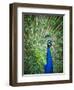 Screaming peacock-Grafton Smith-Framed Photographic Print