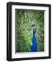 Screaming peacock-Grafton Smith-Framed Photographic Print