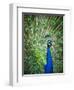 Screaming peacock-Grafton Smith-Framed Photographic Print