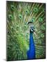 Screaming peacock-Grafton Smith-Mounted Photographic Print