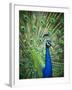 Screaming peacock-Grafton Smith-Framed Photographic Print