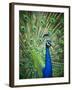 Screaming peacock-Grafton Smith-Framed Photographic Print