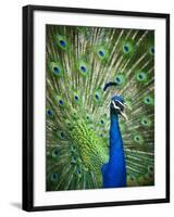 Screaming peacock-Grafton Smith-Framed Photographic Print