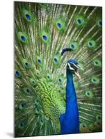 Screaming peacock-Grafton Smith-Mounted Photographic Print