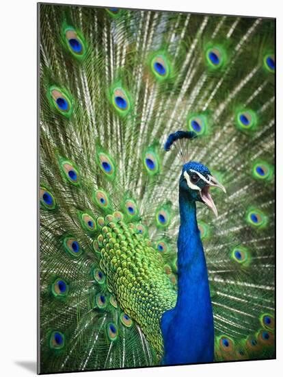 Screaming peacock-Grafton Smith-Mounted Photographic Print