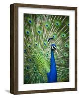 Screaming peacock-Grafton Smith-Framed Photographic Print