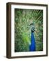 Screaming peacock-Grafton Smith-Framed Photographic Print