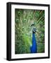 Screaming peacock-Grafton Smith-Framed Photographic Print