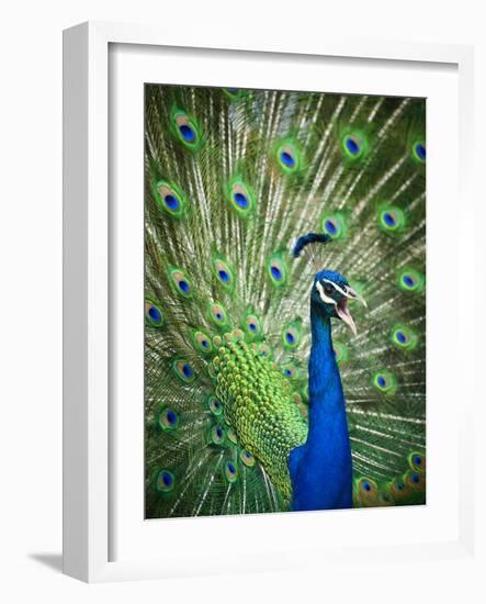 Screaming peacock-Grafton Smith-Framed Photographic Print