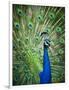 Screaming peacock-Grafton Smith-Framed Photographic Print