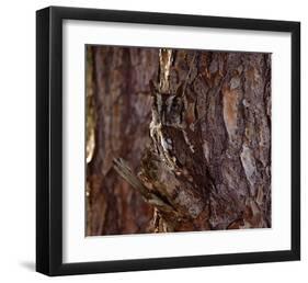 Screech Owl-Steve Hunziker-Framed Art Print