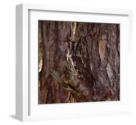 Screech Owl-Steve Hunziker-Framed Art Print