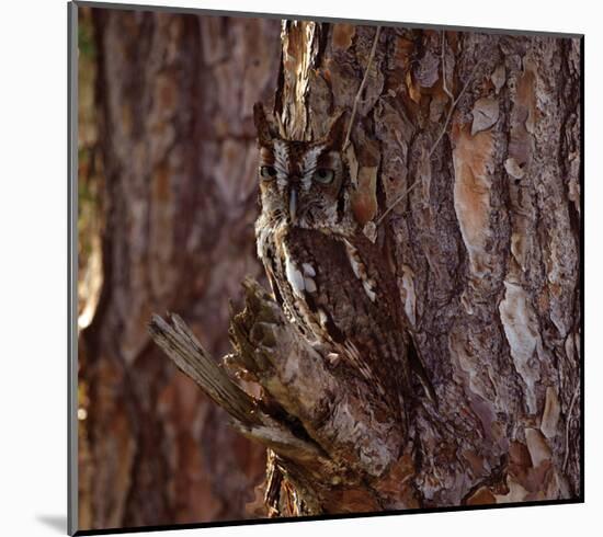 Screech Owl-Steve Hunziker-Mounted Art Print