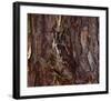 Screech Owl-Steve Hunziker-Framed Art Print