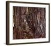 Screech Owl-Steve Hunziker-Framed Art Print