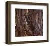 Screech Owl-Steve Hunziker-Framed Art Print