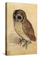 Screech Owl-null-Stretched Canvas