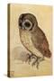 Screech Owl-null-Stretched Canvas