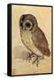 Screech Owl-null-Framed Stretched Canvas