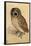 Screech Owl-null-Framed Poster