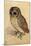 Screech Owl-null-Mounted Poster