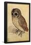 Screech Owl-null-Framed Poster