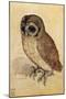 Screech Owl-null-Mounted Poster