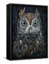 Screech Owl-Jamin Still-Framed Stretched Canvas