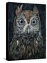 Screech Owl-Jamin Still-Stretched Canvas