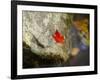 Screw Auger Falls, Grafton Notch State Park, Maine, USA-Alan Copson-Framed Photographic Print