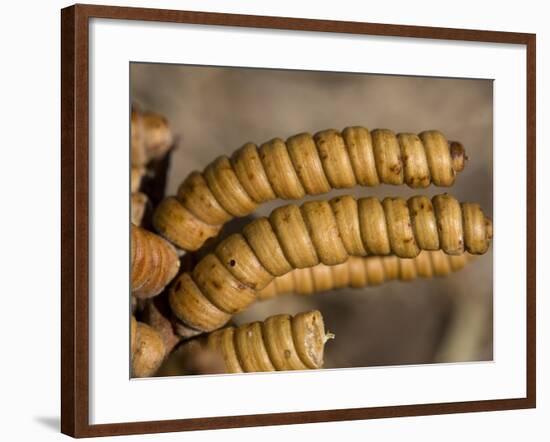 Screwbean Mesquite or Tornillo Corkscrew Pods in Autumn-null-Framed Photographic Print