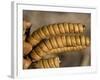 Screwbean Mesquite or Tornillo Corkscrew Pods in Autumn-null-Framed Photographic Print