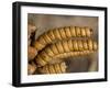 Screwbean Mesquite or Tornillo Corkscrew Pods in Autumn-null-Framed Photographic Print