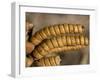 Screwbean Mesquite or Tornillo Corkscrew Pods in Autumn-null-Framed Photographic Print